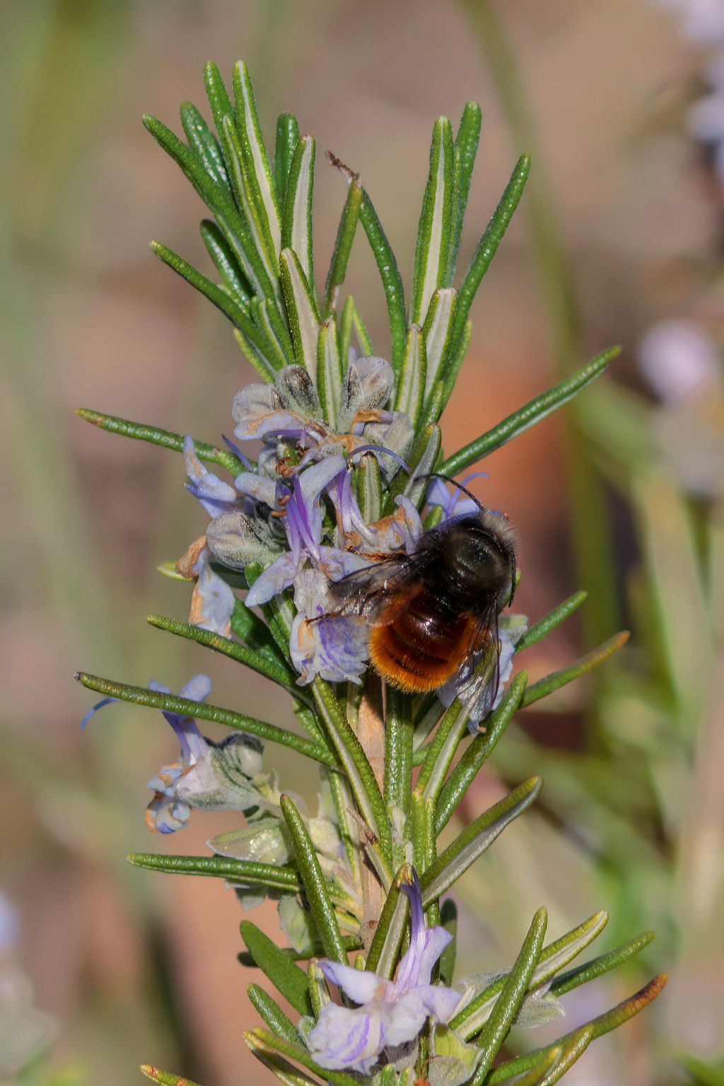 Megachilidae - Osmia sp.